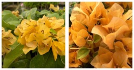 Live Bougainvillea Well Rooted TOPAZ GOLD starter/plug plant Gardening - £35.97 GBP