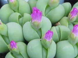 20 Seeds, Loveliness Gibbaeum Heathii Flowering More Than Meat + My Mysterious - $30.00