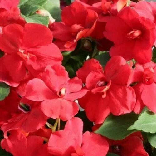 Impatiens Seeds 25 Seeds Double Royal Flush Red R Garden - £8.63 GBP