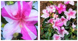 Azalea Deciduous Encore Autumn Twist Well Rooted Starter Plant Always Different - £51.10 GBP
