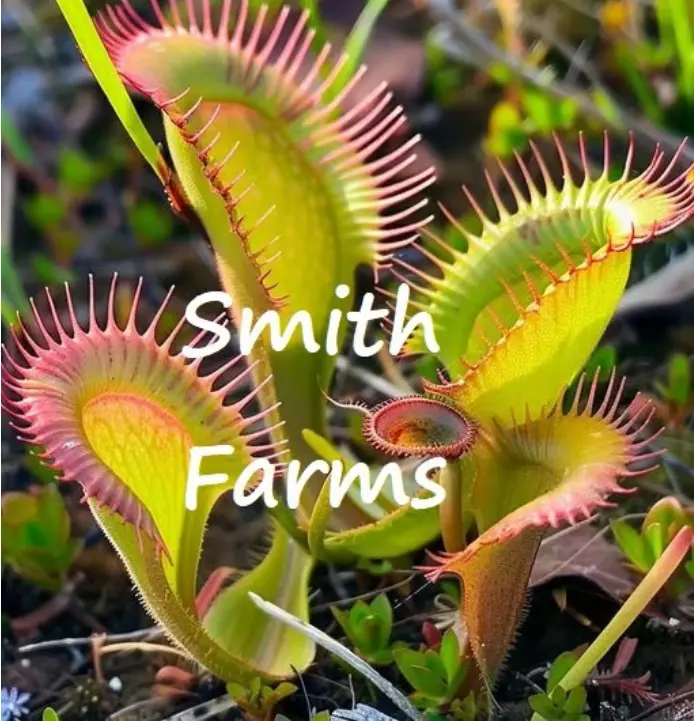 25 Seeds Venus Flytrap (Dionaea muscipula) - £6.05 GBP