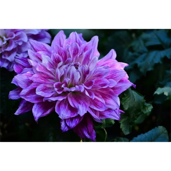 Supreme Dahlia (Dinnerplate) 15 Seeds Fresh Garden - £7.70 GBP