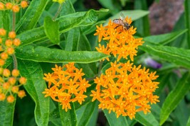 30 Wild Orange Butterfly Weed Asclepias Perennial Great Gift Flower Seeds - £14.35 GBP