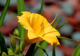 Stella de Oro Daylily Perennial Bare Root Live Garden Plant - £24.99 GBP