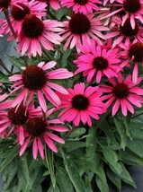 50 Wicked Coneflower Seeds Echinacea Flower Perennial Flowers Seed 1402 USA - £6.77 GBP