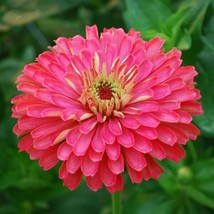  30 Giant Carmine Rose Zinnia Flower Seeds Deer Resistant Annual - £13.35 GBP