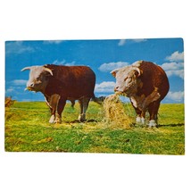 Postcard Hereford Cows Cattle Eating Hay In Pasture Farm Ranch Chrome Unposted - £5.41 GBP