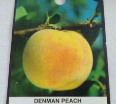 DENMAN PEACH 4-6FT Tree Live Fruit Trees Plant Sweet Juicy Peaches Garde... - £77.68 GBP