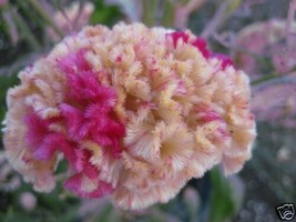 30 Kurume Rose Cockscomb Celosia Flower Seeds - $8.35