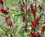 LKS Roselle Seeds Asian Sour Leaf Hibiscus Sabdariffa Home Garden - $9.27