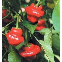 Jamaican Hot Red Pepper  10 Seeds  Garden Beautiful USA SELLER - $5.60