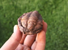 Calymene Flexicalymene Trilobite Fossil from Ordovician Period  Morocco ... - $537.71 MXN