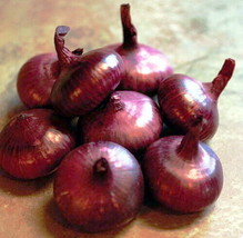 Cipollini Mini Red Marvel Onion 250 Seeds Current Rage Fresh Garden - $4.02