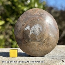 Button goniatite gonioclymenia fossil, morocco, devonian - £20.57 GBP