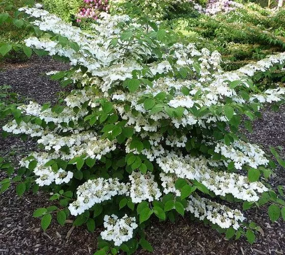 Shasta Viburnum plicatum  - Live Plant -  2.5 QT  - $53.84