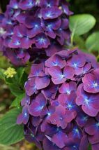 5 Purple Blue Hydrangea Seeds Perennial Hardy Garden Shrub Bloom Flower Seed - £12.13 GBP