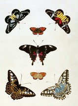 5938.Butterflies.animals.nature.POSTER.Decoration.Graphic.Science biolog... - $17.10+