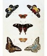 5938.Butterflies.animals.nature.POSTER.Decoration.Graphic.Science biolog... - $17.10+