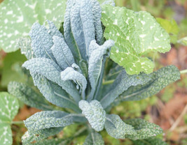 5000 Dinosaur Lacinato KALE SEEDS - Ours Permacultures Grows Like a Tree... - $15.16