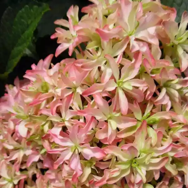 Inspire Hydrangea Starter Plant White Soft Pink Lime All At Once Garden - £42.35 GBP