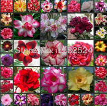 Real Adenium Obesum Mix Bonsai Desert Rose Flower Plant Sementes 00 Seeds Garden - £56.46 GBP