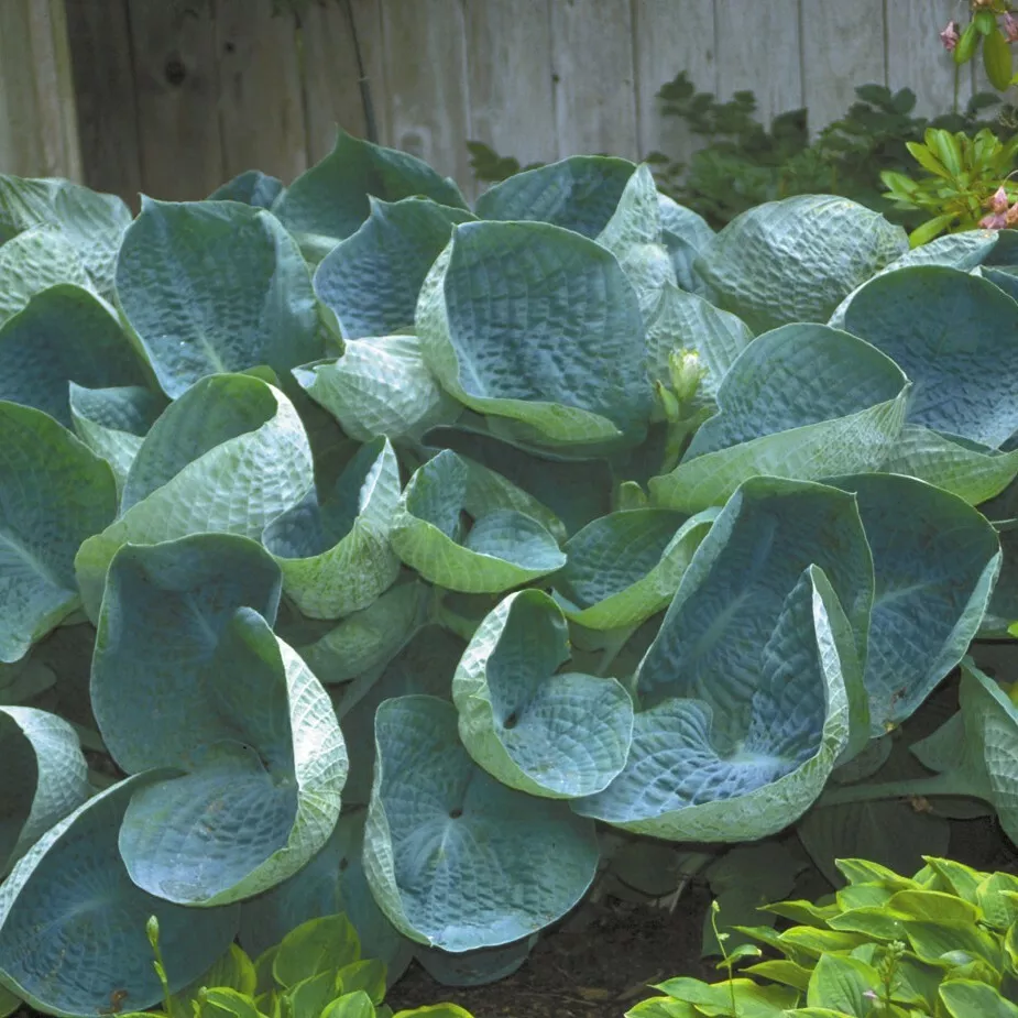 Hosta Abiqua Drinking Gourd Large Cupped Blue 2.5 Inch Pot  - £20.88 GBP