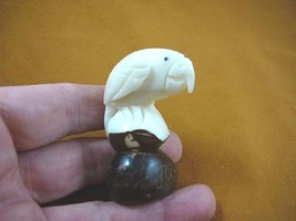 (TNE-BIR-PAR-336A) Parrot tropical bird TAGUA NUT figurine carving birds... - $14.72