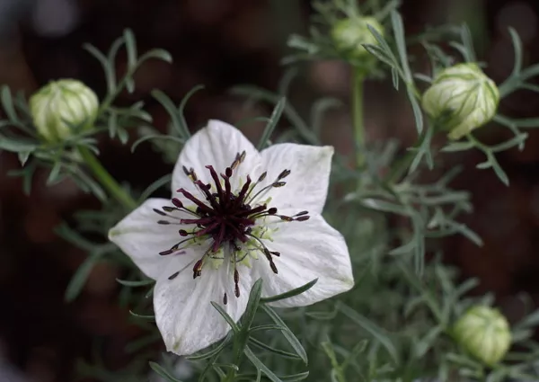 Black Cumin Roman Coriander Four Spice 100 Seeds Fresh - £9.39 GBP