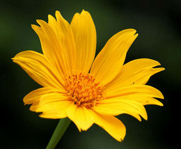 FREE SHIPPING Tithonia diversifolia Mexican Bolivian Sunflower Marigold Tree 20  - £11.72 GBP