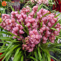 100 Seeds Cymbidium Faberi Flower Seeds Cicada Orchid Cymbidium - £23.17 GBP