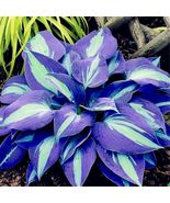 25 Seeds Blue Hosta Two Tone Leaf Plant Flower Garden Planting Easy To Grow - £6.19 GBP