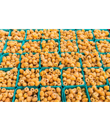 Cascade Gold Raspberry Potted Plants - $436.93 MXN+