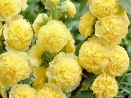 HOLLYHOCK CHATERS DOUBLE GOLDEN YELLOW 25 Seeds+BUY 2 GET 1 FREE - £4.68 GBP