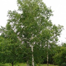 Fast Ship USA Seller Betula Pendulaeuropean White Silver Warty Birch 50 Seeds - £14.80 GBP