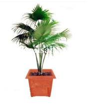 100pcs Palm Bamboo Garden Lady Palm Tree Indoor Plants Excelsa Sementes ... - $4.68