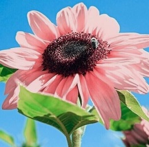 20 Seeds Pink Sunflowers Garden Bonsai Flower organic  - £6.33 GBP