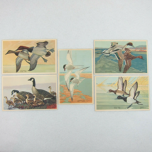 Vintage 1939 National Wildlife Bird Postcards Lot 5 Canvasback Goose Duck Tern - £30.36 GBP