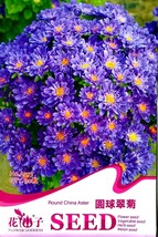 New Fresh Blue Round China Aster Perennial Flower Seeds Pack 30 Seeds / Pack A27 - £4.53 GBP