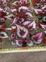 Harmony&#39;s Fatal Attraction Begonia in a 6 inch Pot, Very Full Large Begonia rex - £25.74 GBP