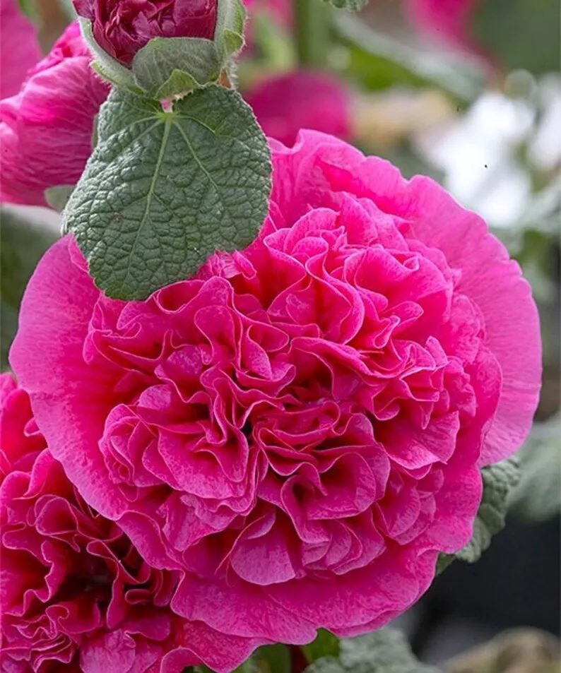 Chaters Double Bright Pink Hollyhock Flower 10 Seeds - £7.45 GBP