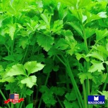 400 Chinese Celery Seeds Light Green Non Gmo Heirloom Home Garden - £6.99 GBP