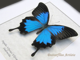 Metallic Blue Swallowtail Papilio Ulysses Butterfly Framed Entomology Sh... - $58.99