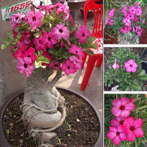 PWO Fresh &#39;Feng Hei&#39; Adenium Desert Rose Bonsai Seeds, 2Pcs Bonsai Rose Red Flow - £2.17 GBP