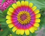 50 Carousel Mix Zinnia Elegans Carrousel Whirligig Mixed Colors Heirloom... - $13.00
