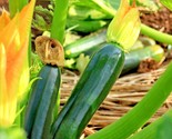 30 Seeds  Zucchini Summer Squash Seeds Black Beauty Organic Heirloom Gar... - $8.99