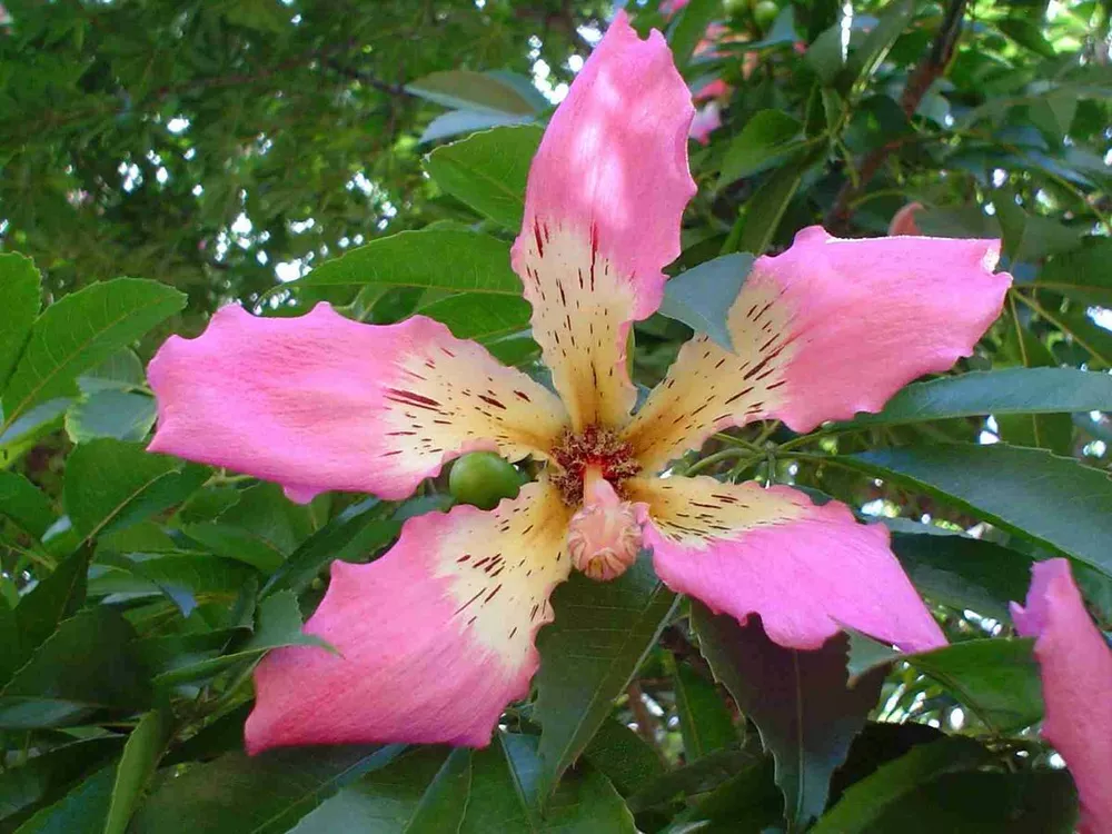 Ceiba Speciosa Silk Floss Tree Seeds - £9.49 GBP