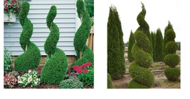 6-12&quot; Tall - Emerald Green Arborvitae Shrub/Tree - 3&quot; Pot - Thuja occidentalis - £42.35 GBP