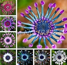 100 pcs Mixed African Blue Eyed Daisy Flowers Osteospermum Bonsai Seeds FROM GAR - £6.38 GBP
