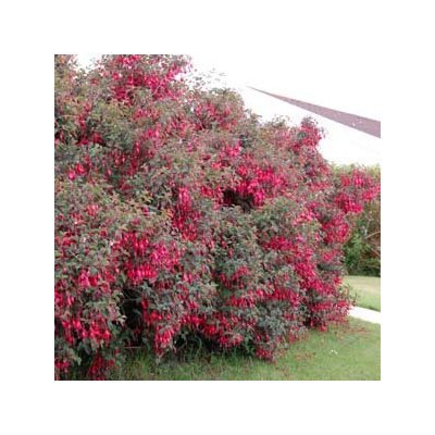 15 Giant Hardy Magellinca Seeds-1047A