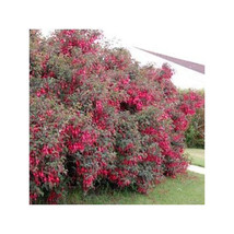 15 Giant Hardy Magellinca Seeds-1047A - $2.98